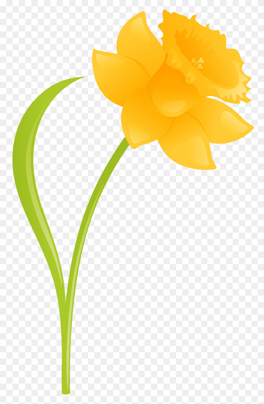 daffodil clipart background 686780