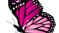 a colorful butterfly vector 12691971