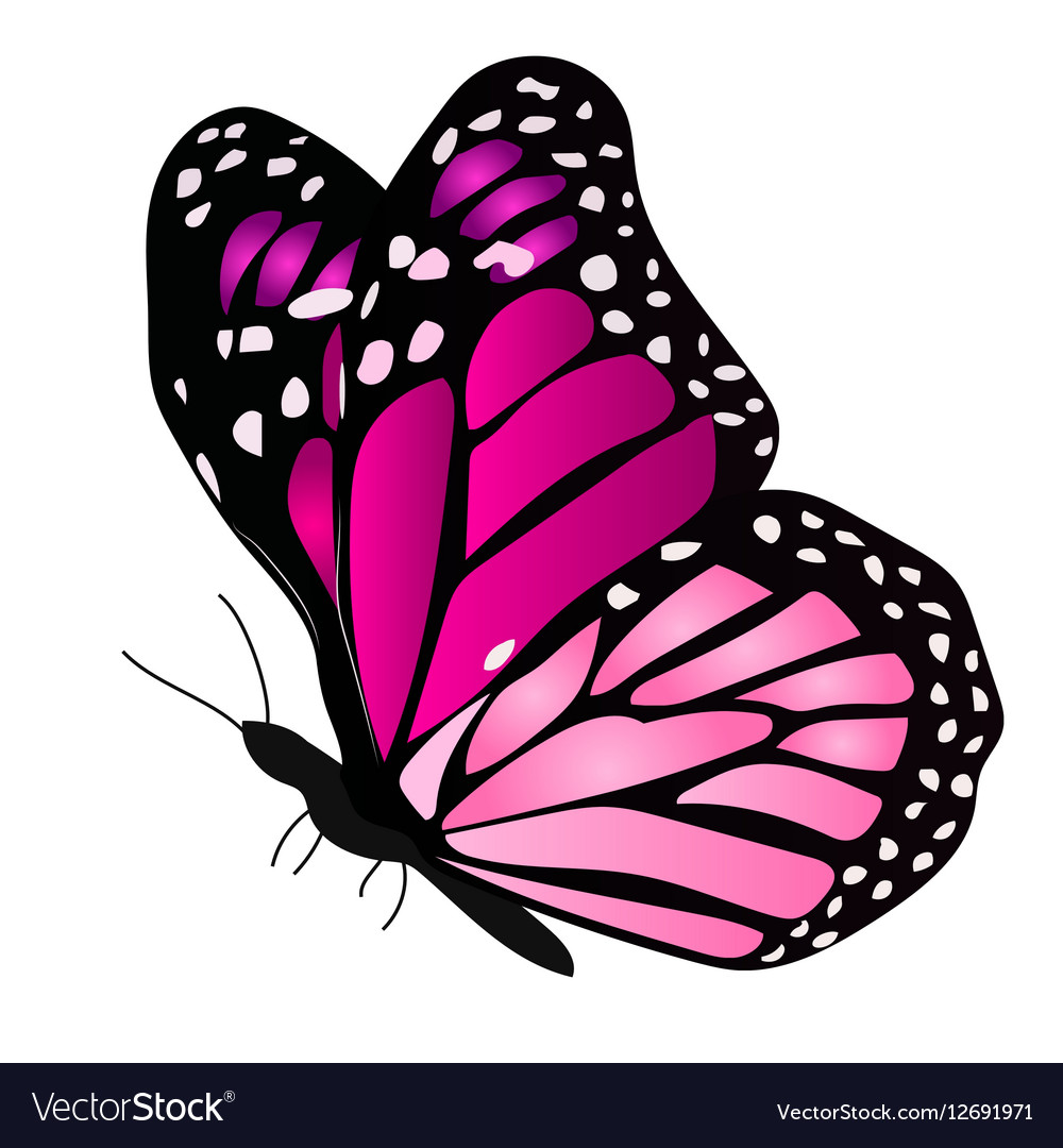 a colorful butterfly vector 12691971