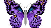 bright beautiful purple butterfly vector illustration isolated bright beautiful purple butterfly vector illustration isolated 120490792
