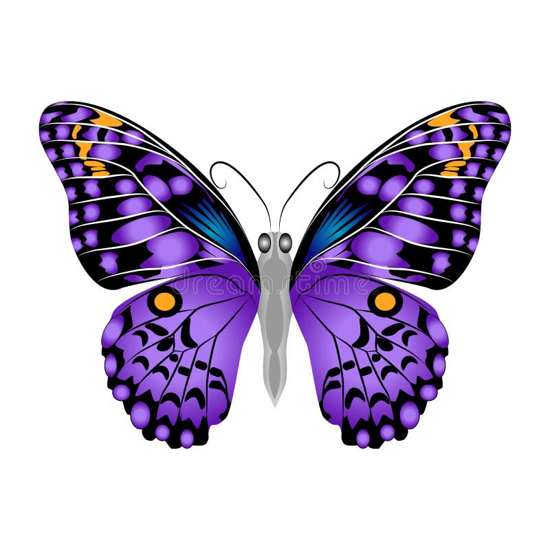 bright beautiful purple butterfly vector illustration isolated bright beautiful purple butterfly vector illustration isolated 120490792