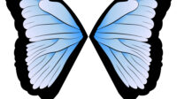 butterfly wings vector 1543442