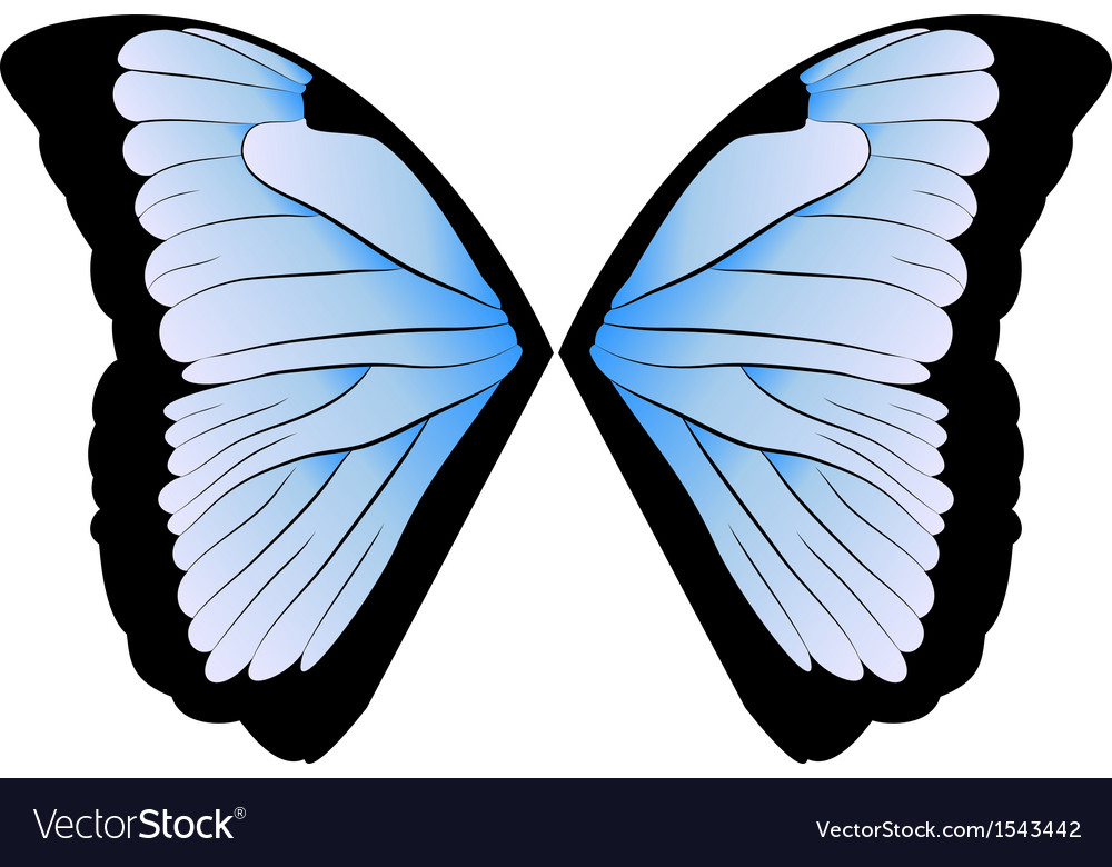 butterfly wings vector 1543442